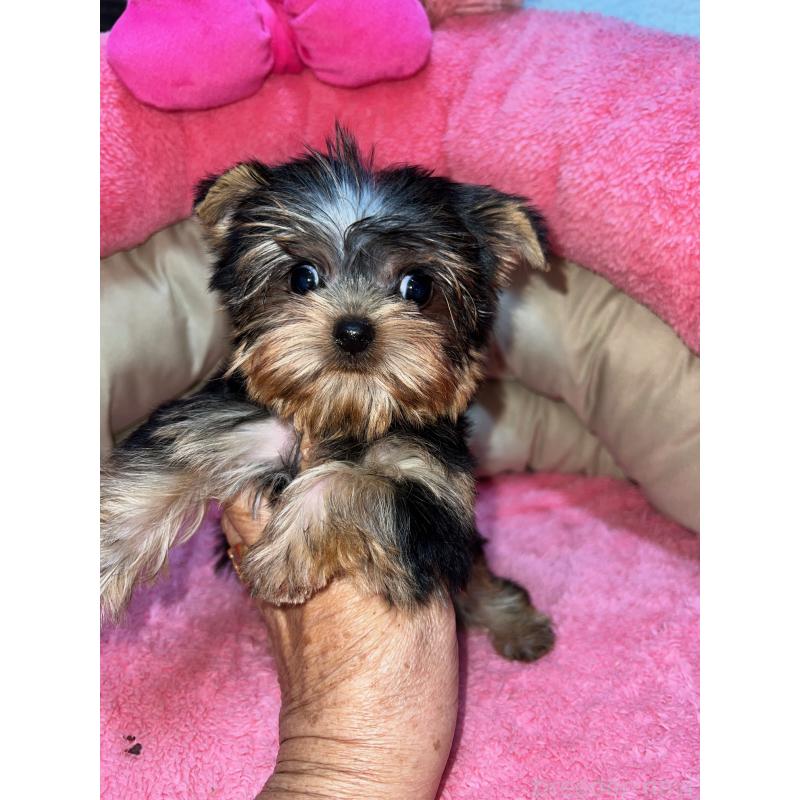 販売中の沖縄県のヨークシャーテリア-432235の2枚目