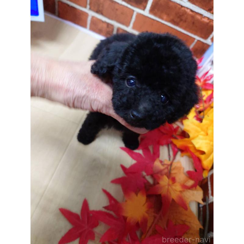 販売中の京都府のタイニープードル-432236の5枚目