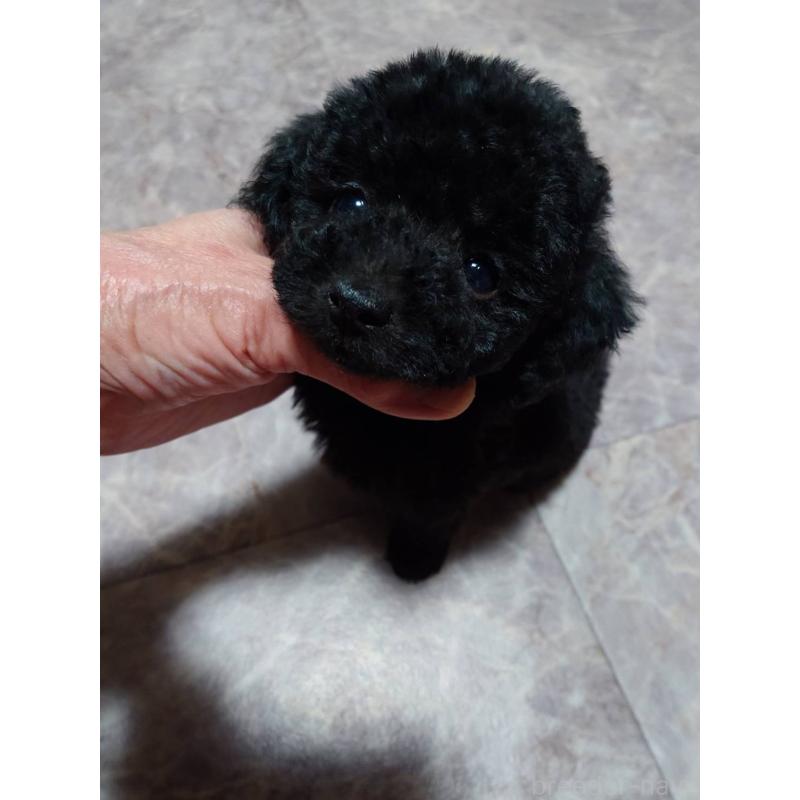 販売中の京都府のタイニープードル-432236の1枚目