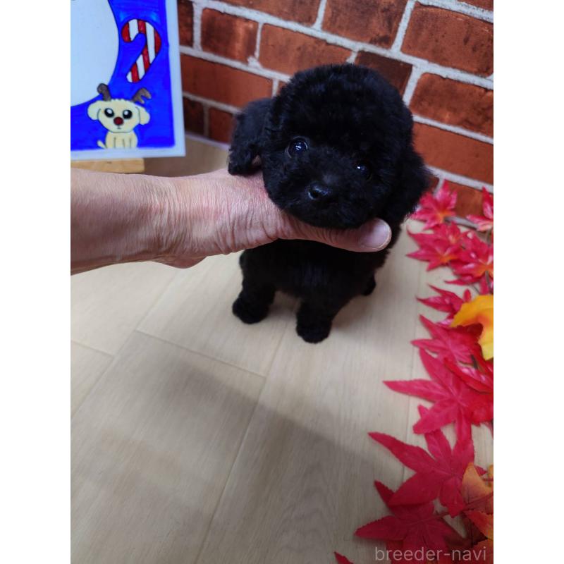 販売中の京都府のタイニープードル-432236の4枚目