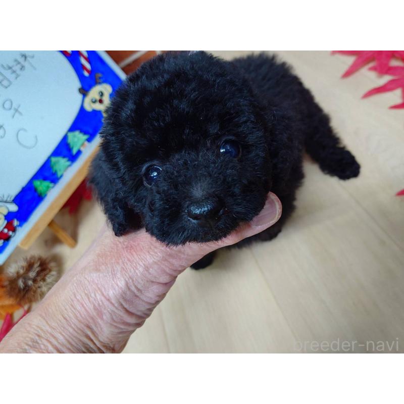 販売中の京都府のタイニープードル-432236の3枚目