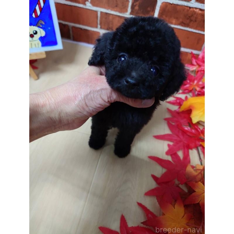 販売中の京都府のタイニープードル-432236の2枚目