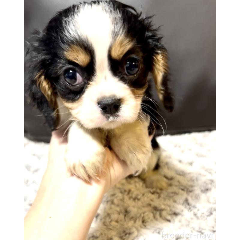 販売中の奈良県のキャバリアキングチャールズスパニエル-432237の9枚目