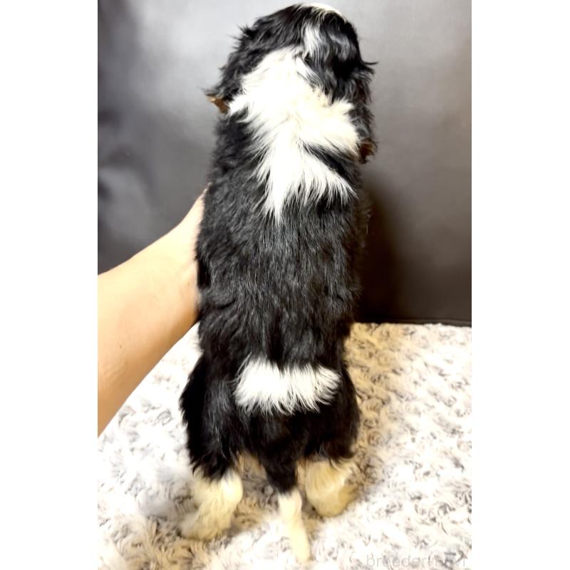 販売中の奈良県のキャバリアキングチャールズスパニエル-432237の7枚目