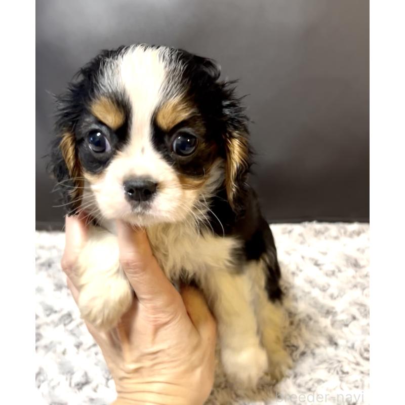 販売中の奈良県のキャバリアキングチャールズスパニエル-432237の6枚目