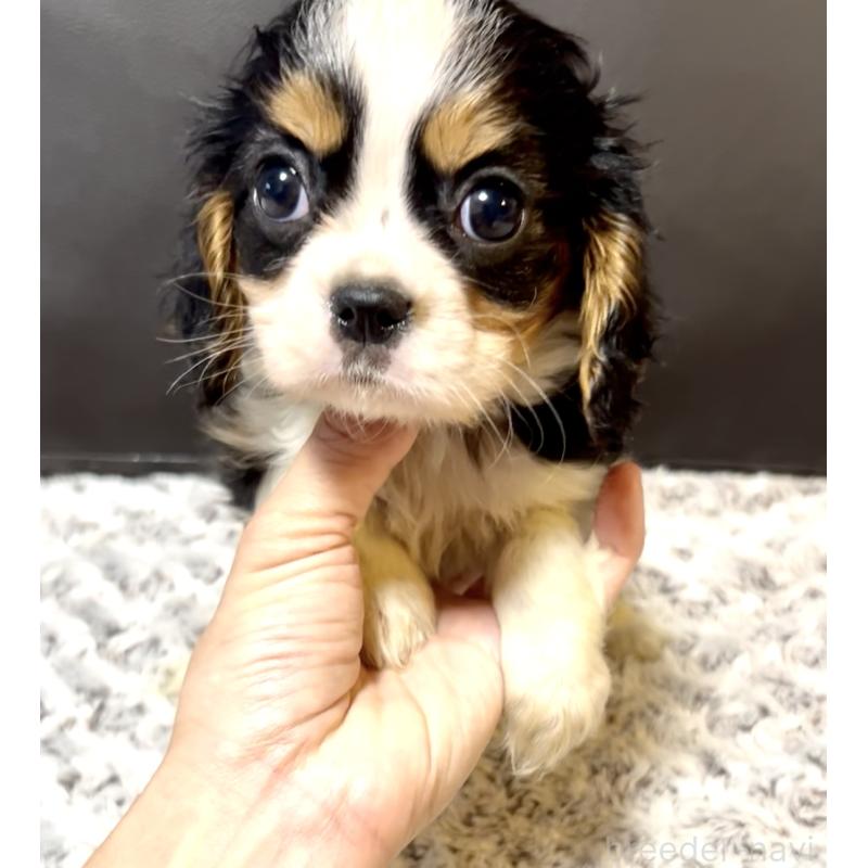 販売中の奈良県のキャバリアキングチャールズスパニエル-432237の1枚目