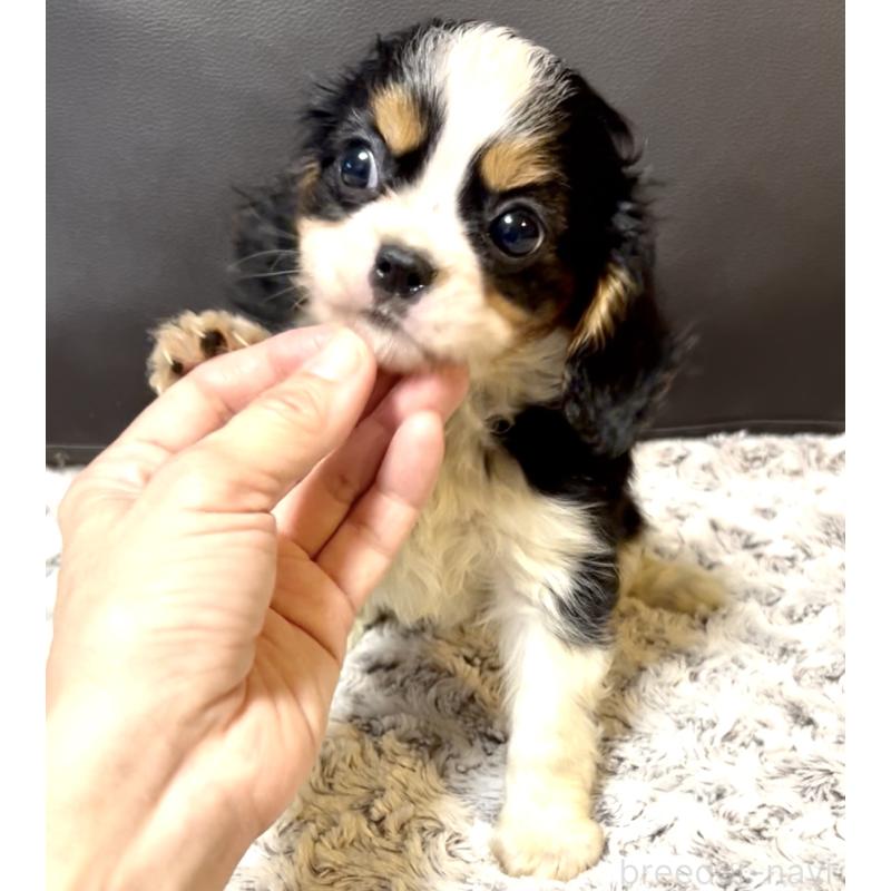 販売中の奈良県のキャバリアキングチャールズスパニエル-432237の5枚目