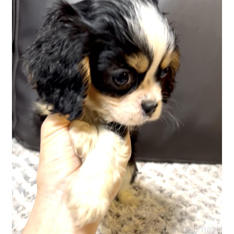 販売中の奈良県のキャバリアキングチャールズスパニエル-432237の4枚目