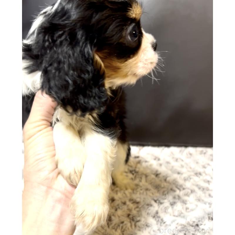 販売中の奈良県のキャバリアキングチャールズスパニエル-432237の3枚目