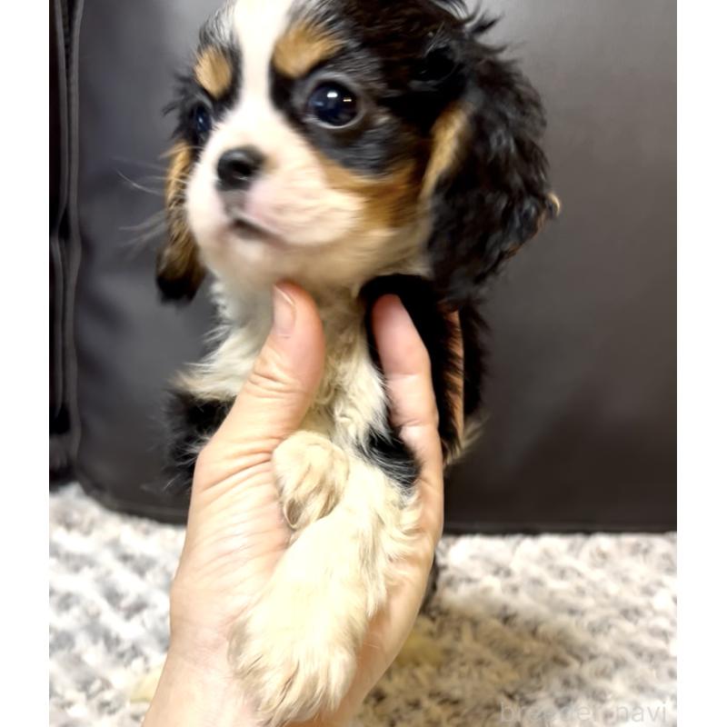 販売中の奈良県のキャバリアキングチャールズスパニエル-432237の2枚目