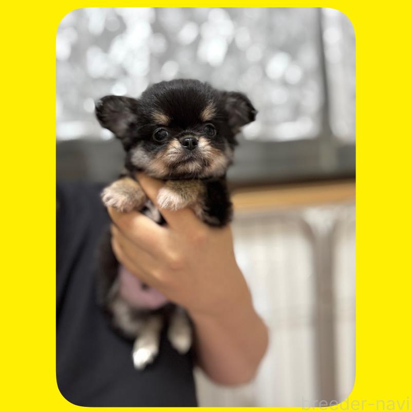 販売中の京都府のチワワ(ロングコート)-432450の13枚目