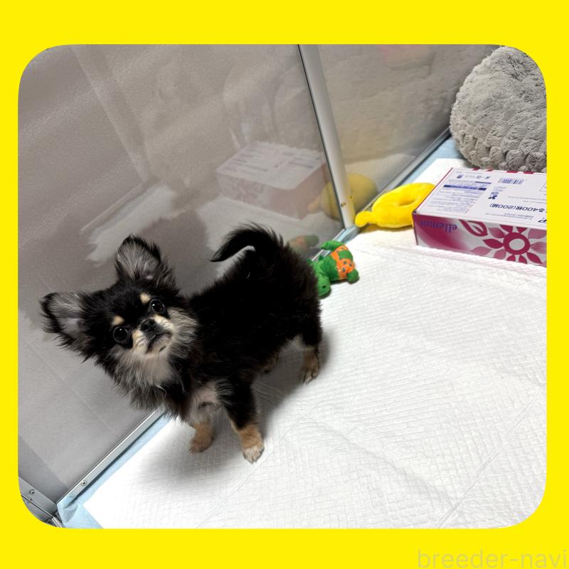 販売中の京都府のチワワ(ロングコート)-432450の12枚目