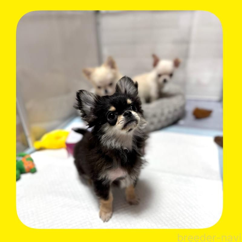 販売中の京都府のチワワ(ロングコート)-432450の11枚目