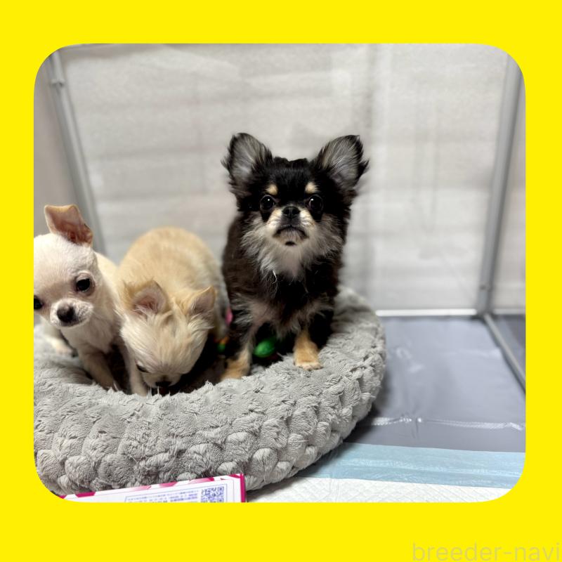 販売中の京都府のチワワ(ロングコート)-432450の10枚目