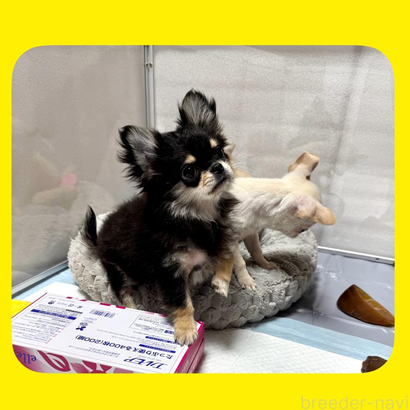 販売中の京都府のチワワ(ロングコート)-432450の9枚目