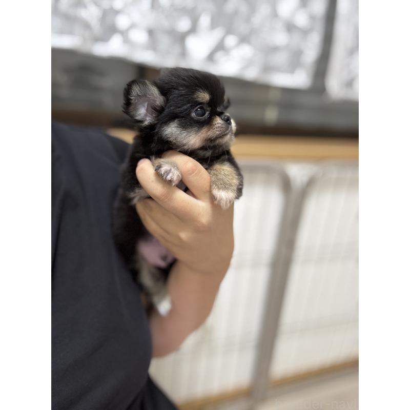 販売中の京都府のチワワ(ロングコート)-432450の8枚目