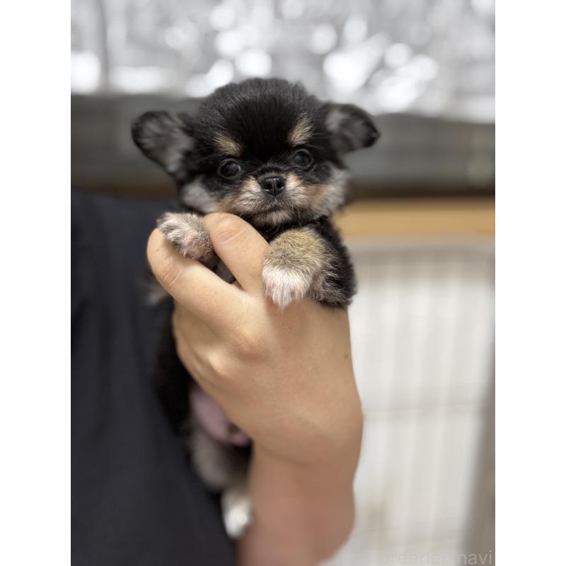 販売中の京都府のチワワ(ロングコート)-432450の7枚目