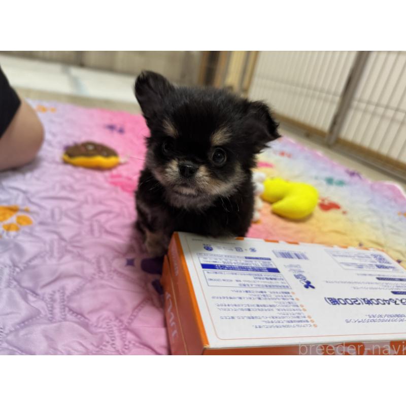 販売中の京都府のチワワ(ロングコート)-432450の6枚目