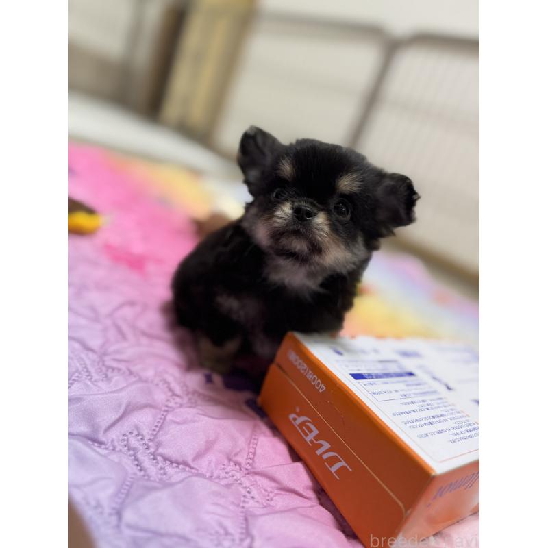 販売中の京都府のチワワ(ロングコート)-432450の5枚目