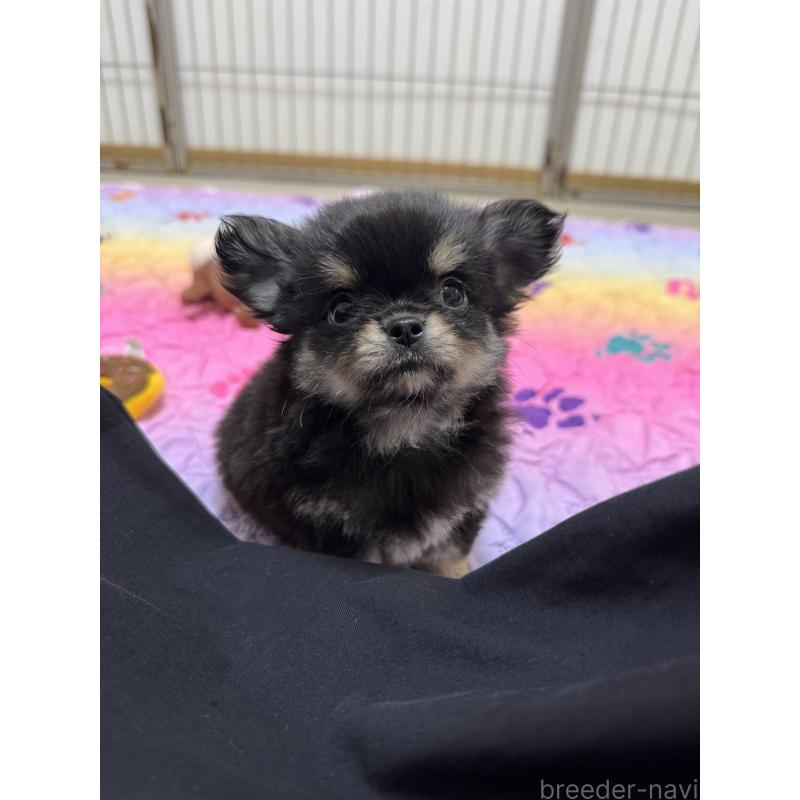 販売中の京都府のチワワ(ロングコート)-432450の4枚目