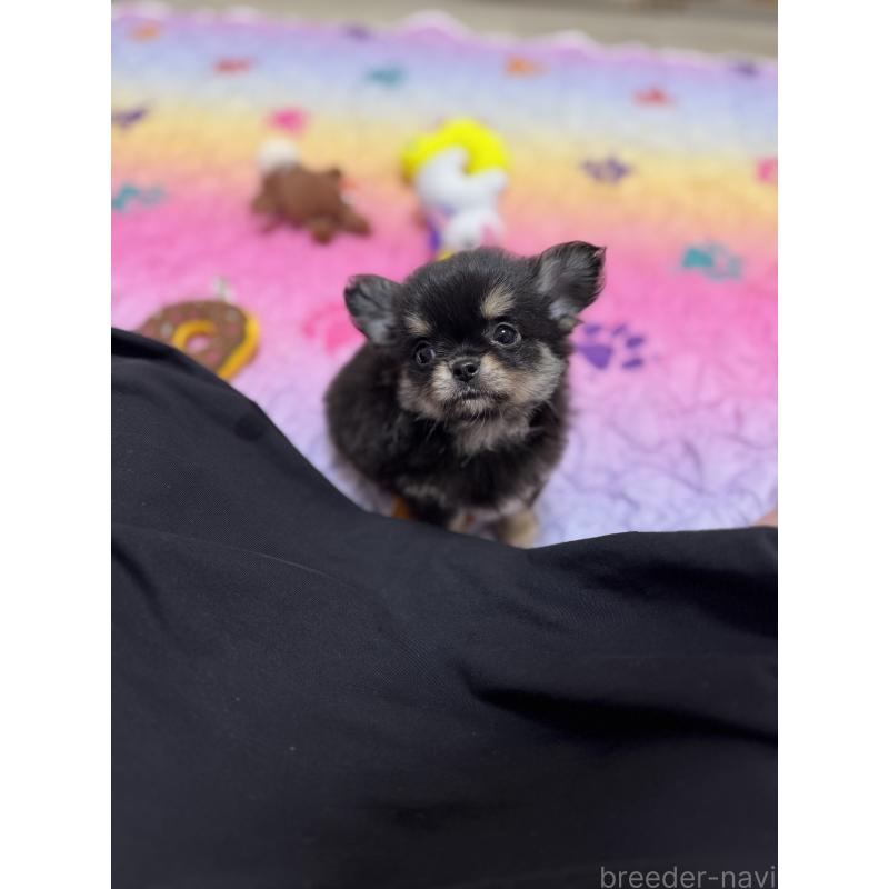 販売中の京都府のチワワ(ロングコート)-432450の3枚目