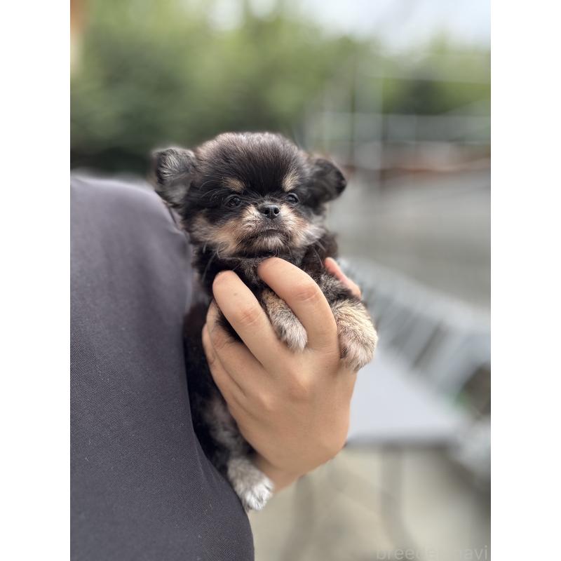 販売中の京都府のチワワ(ロングコート)-432450の2枚目