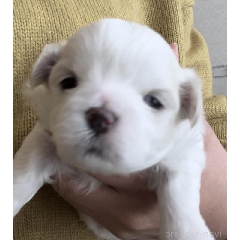 販売中ののマルチーズ-430675