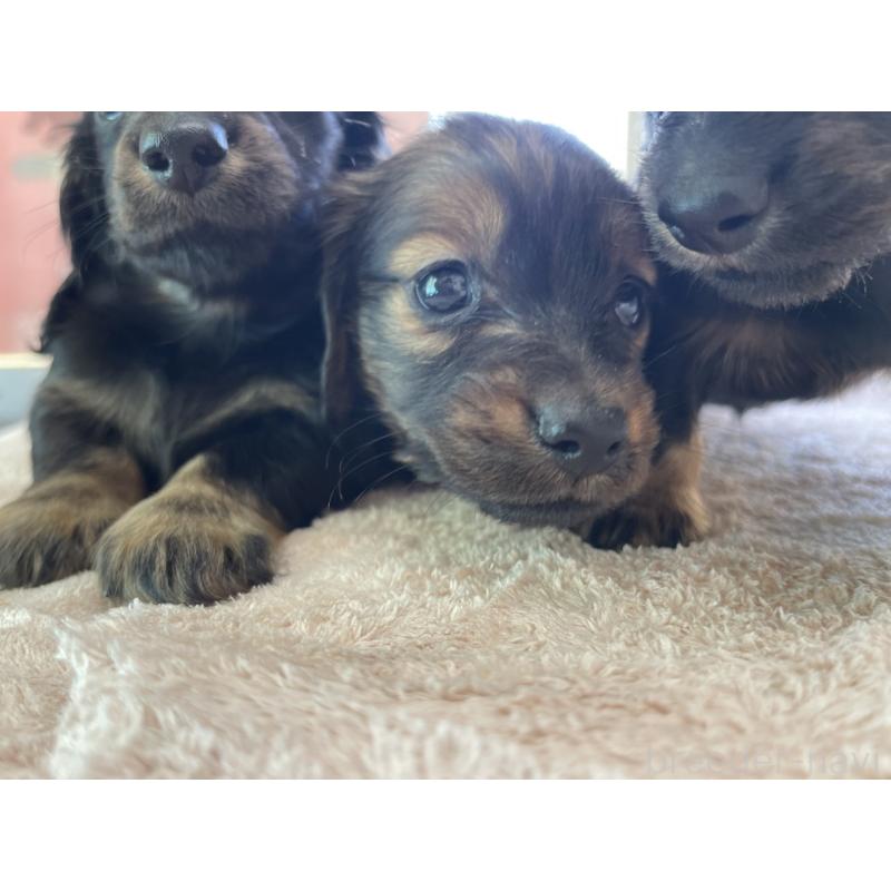 販売中の愛知県のミニチュアダックスフンド(ロングヘアード)-432439の3枚目