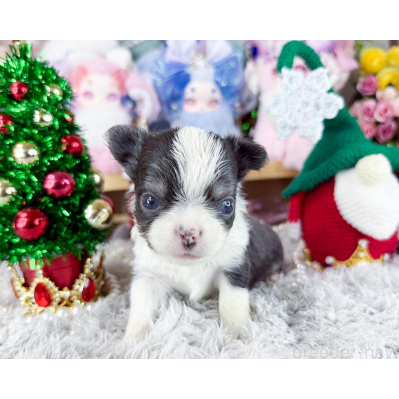 販売中の福岡県のチワワ(ロングコート)-432441の6枚目