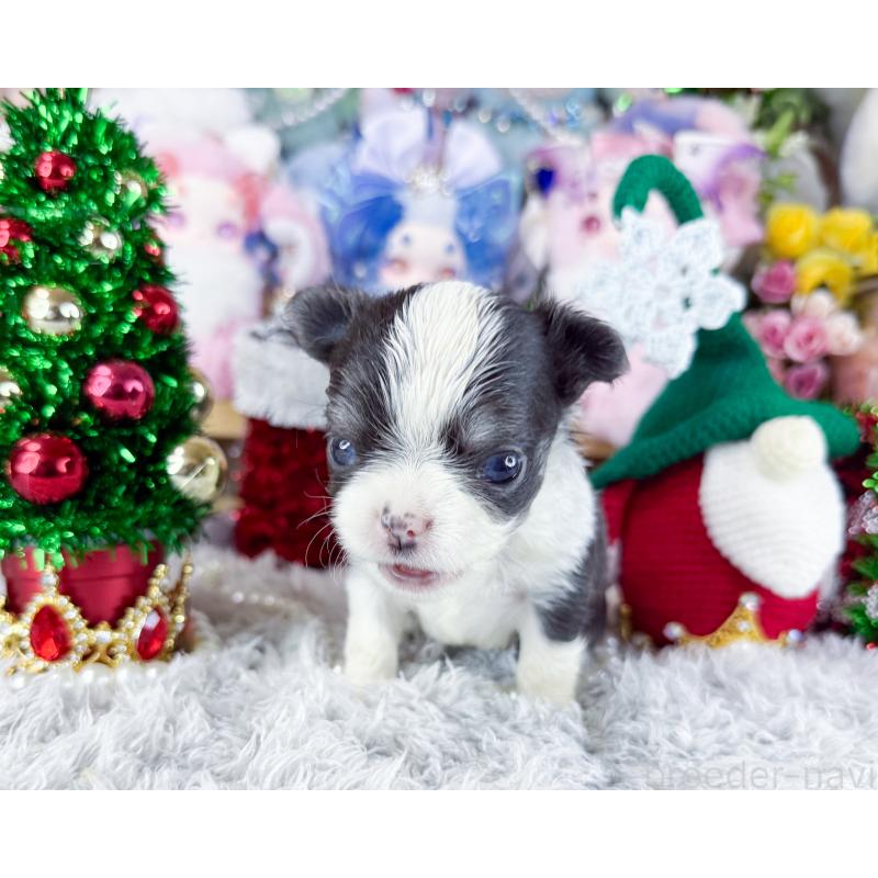 販売中の福岡県のチワワ(ロングコート)-432441の5枚目