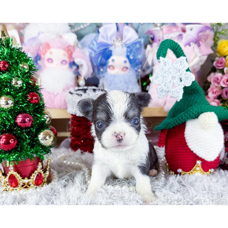 販売中の福岡県のチワワ(ロングコート)-432441の4枚目