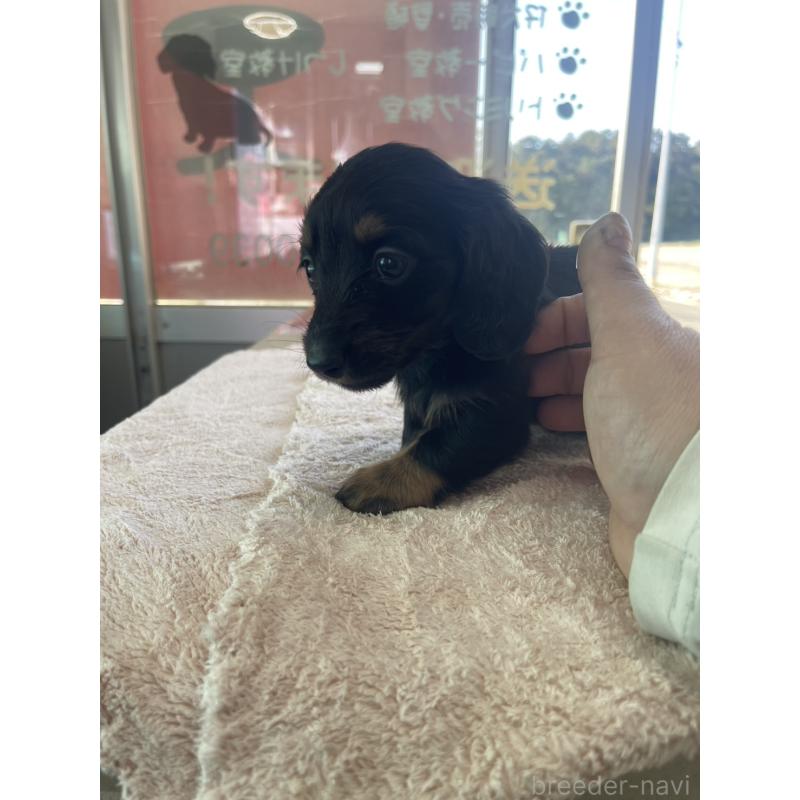 販売中の愛知県のミニチュアダックスフンド(ロングヘアード)-432440の3枚目