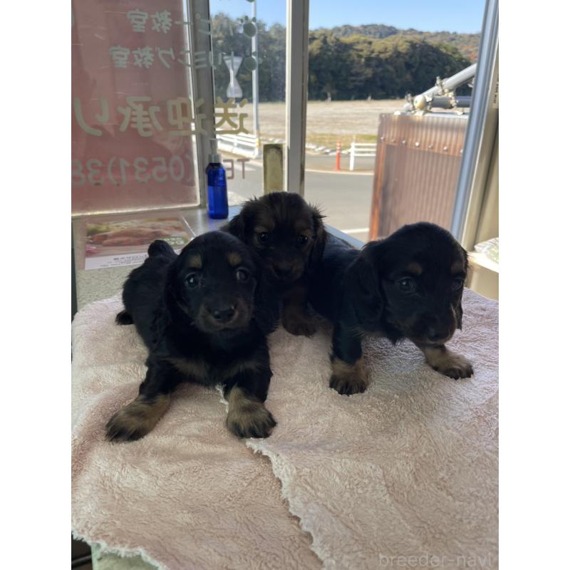 販売中の愛知県のミニチュアダックスフンド(ロングヘアード)-432440の2枚目