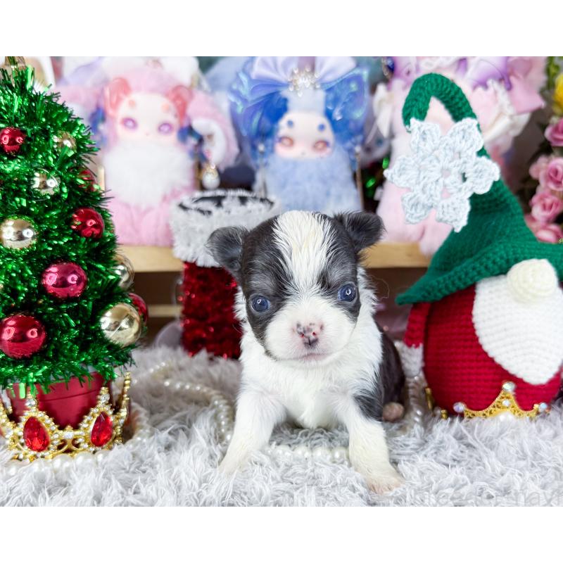 販売中の福岡県のチワワ(ロングコート)-432441の3枚目