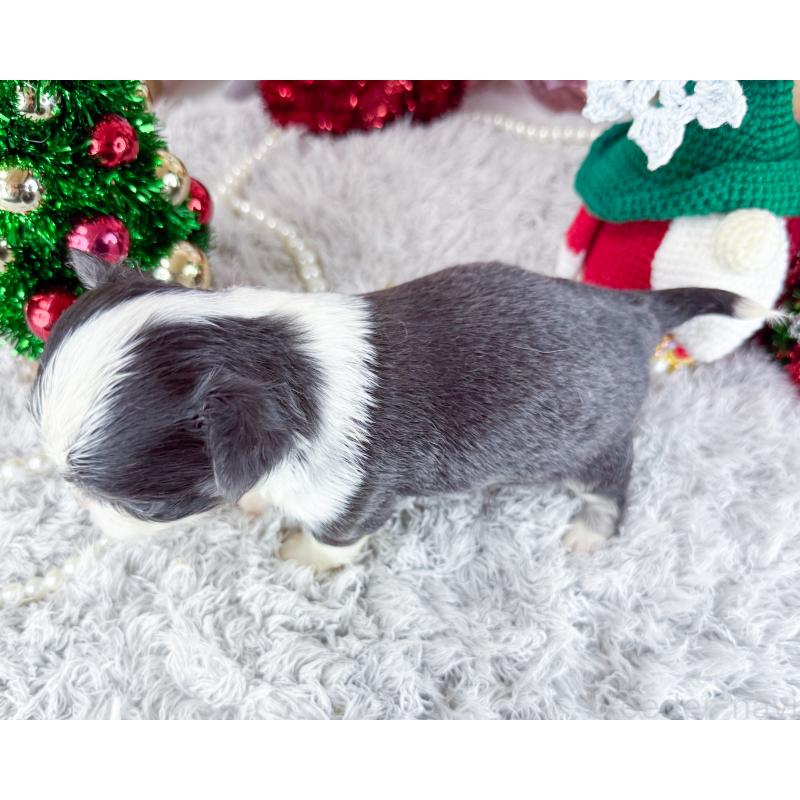 販売中の福岡県のチワワ(ロングコート)-432441の2枚目