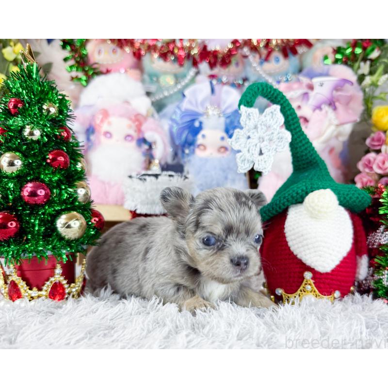 販売中の福岡県のチワワ(ロングコート)-432442の6枚目