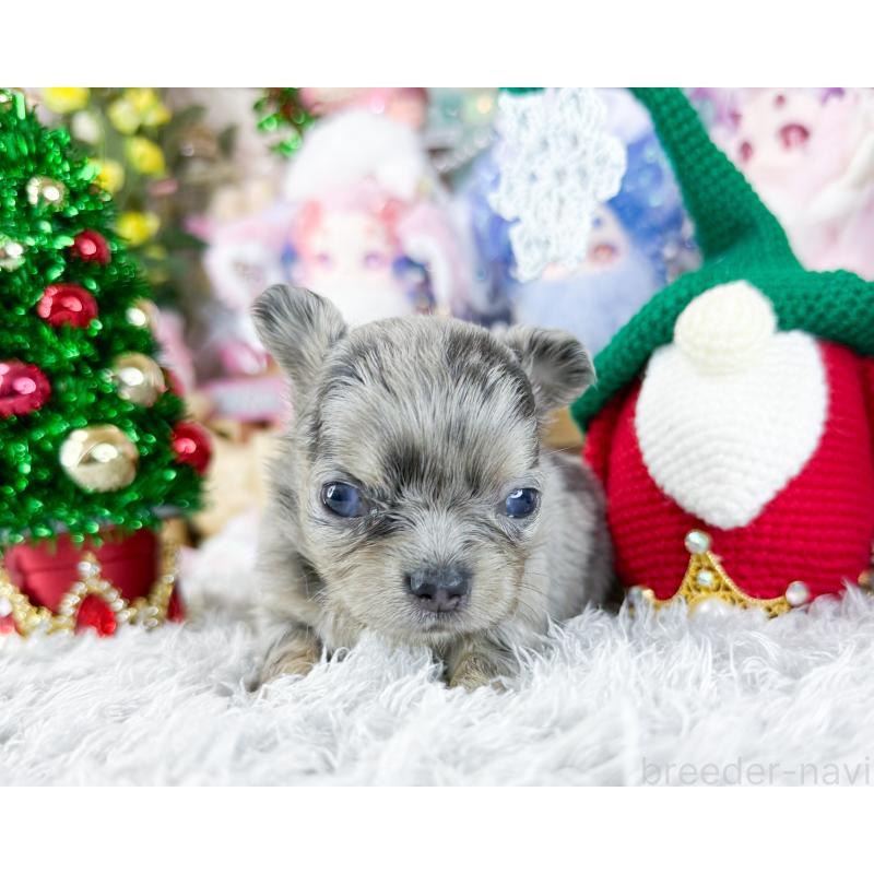 販売中の福岡県のチワワ(ロングコート)-432442の5枚目