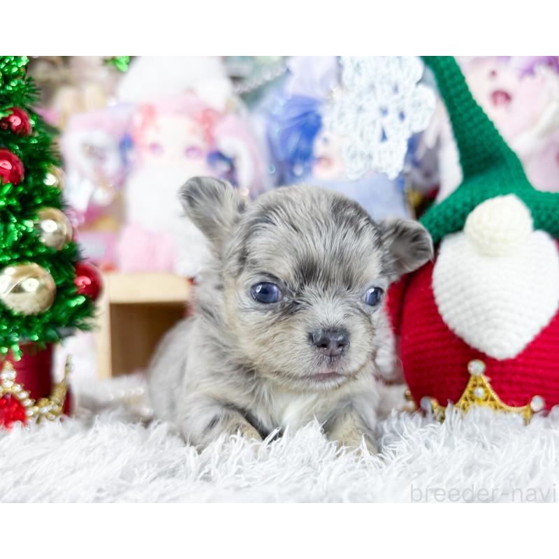 販売中の福岡県のチワワ(ロングコート)-432442の4枚目