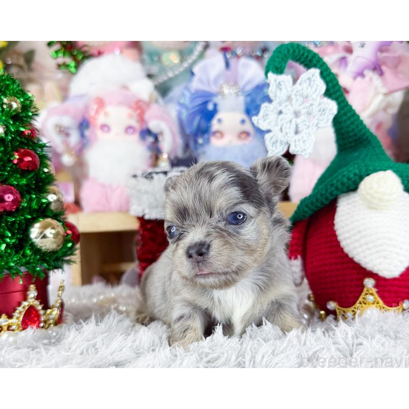 販売中の福岡県のチワワ(ロングコート)-432442の3枚目