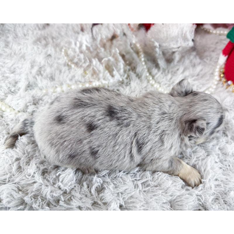 販売中の福岡県のチワワ(ロングコート)-432442の2枚目