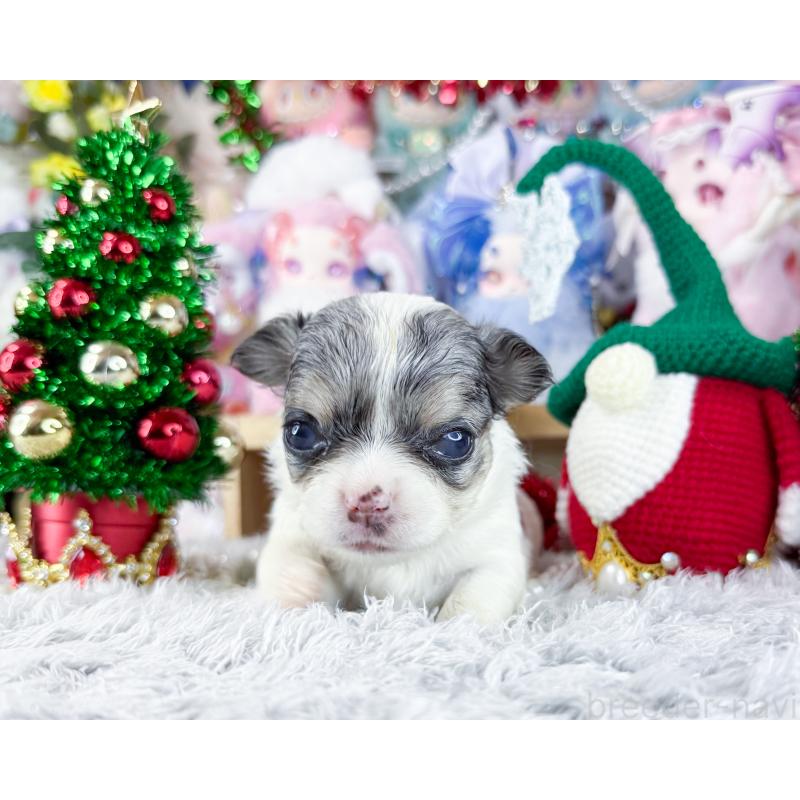 販売中の福岡県のチワワ(ロングコート)-432443の6枚目