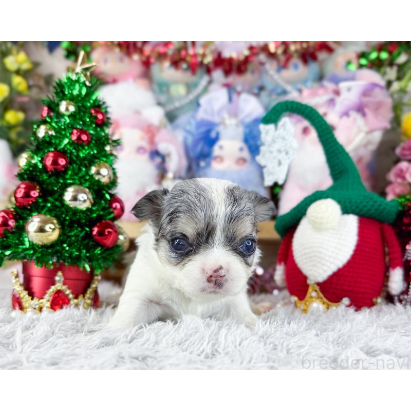 販売中の福岡県のチワワ(ロングコート)-432443の5枚目