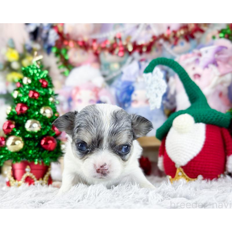 販売中の福岡県のチワワ(ロングコート)-432443の4枚目