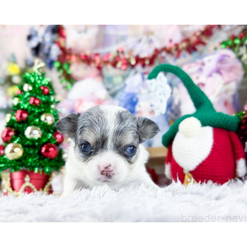 販売中の福岡県のチワワ(ロングコート)-432443の3枚目