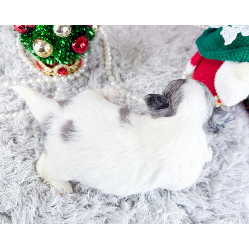 販売中の福岡県のチワワ(ロングコート)-432443の2枚目