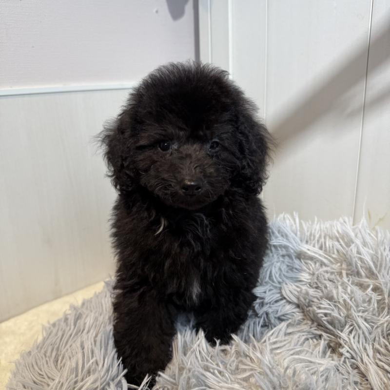 販売中の埼玉県のトイプードル-425154の2枚目