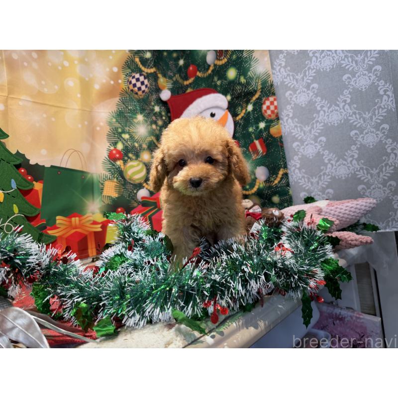 販売中の埼玉県のミニチュアプードル-425152の4枚目