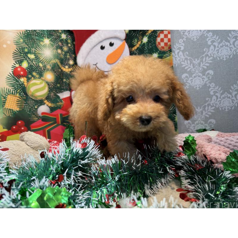 販売中の埼玉県のミニチュアプードル-425152の3枚目