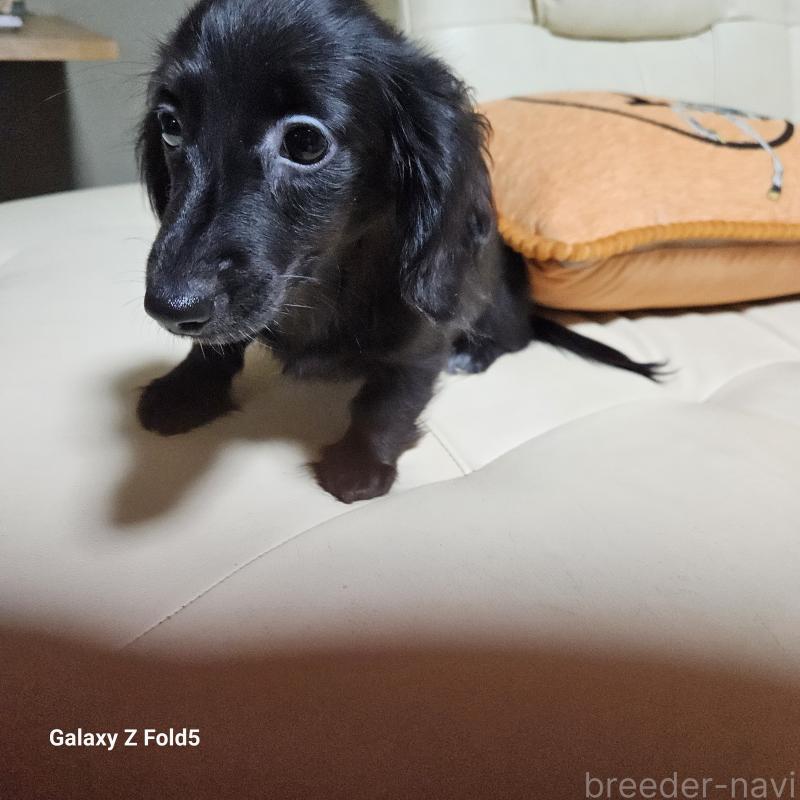 成約済の愛知県のミニチュアダックスフンド(ロングヘアード)-410192の10枚目