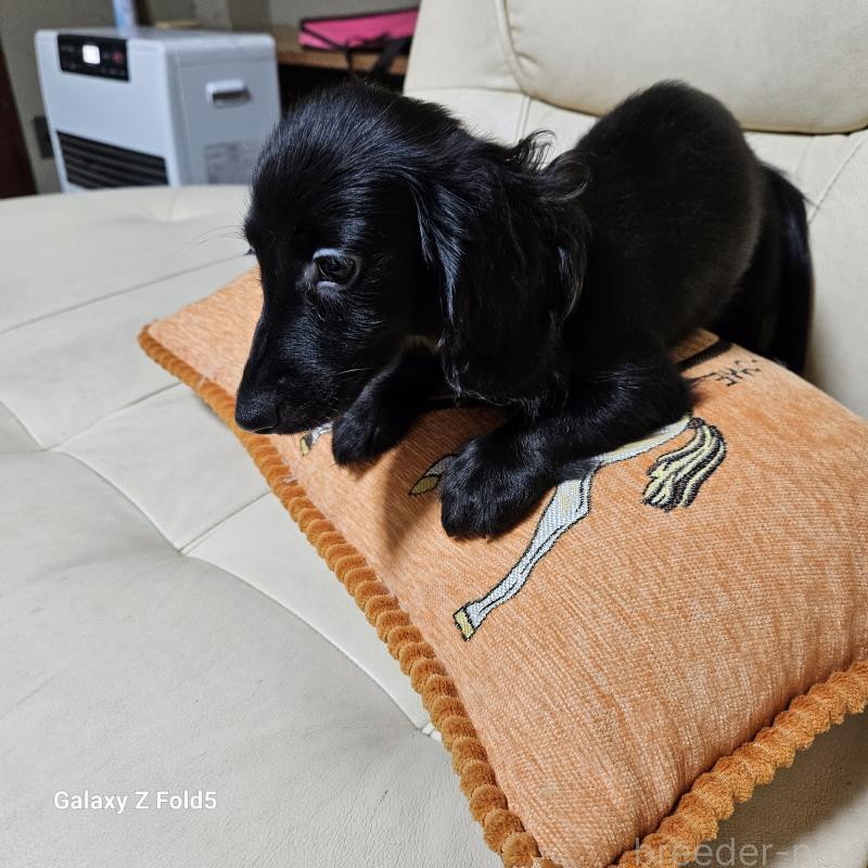 成約済の愛知県のミニチュアダックスフンド(ロングヘアード)-410192の9枚目